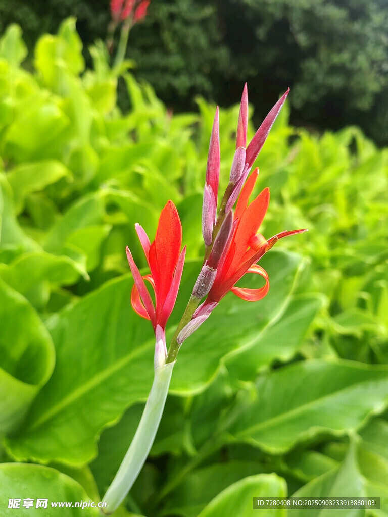 娇艳红花绽放于绿叶间