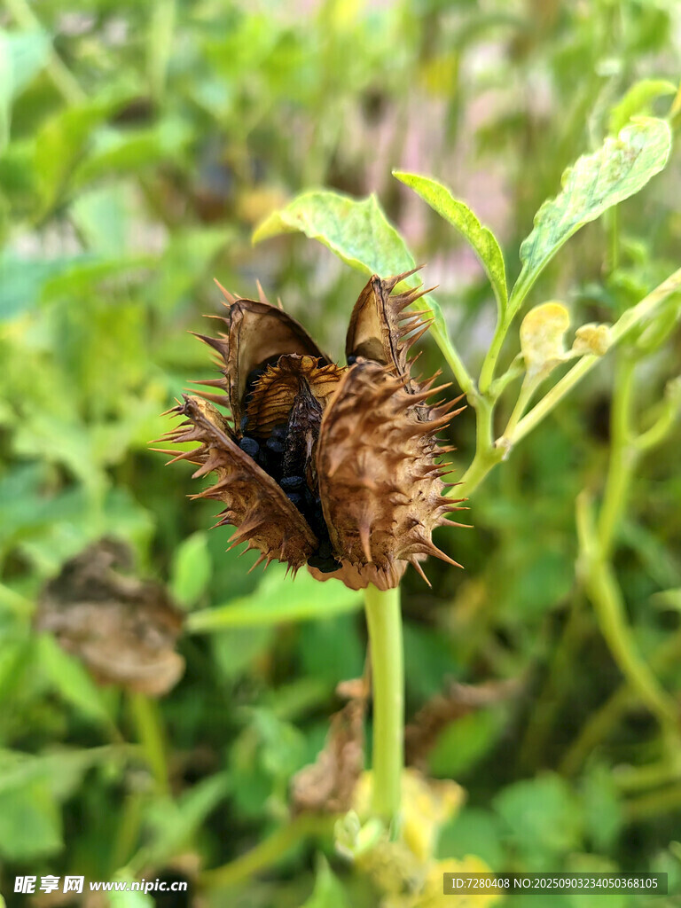枝头枯叶蝶