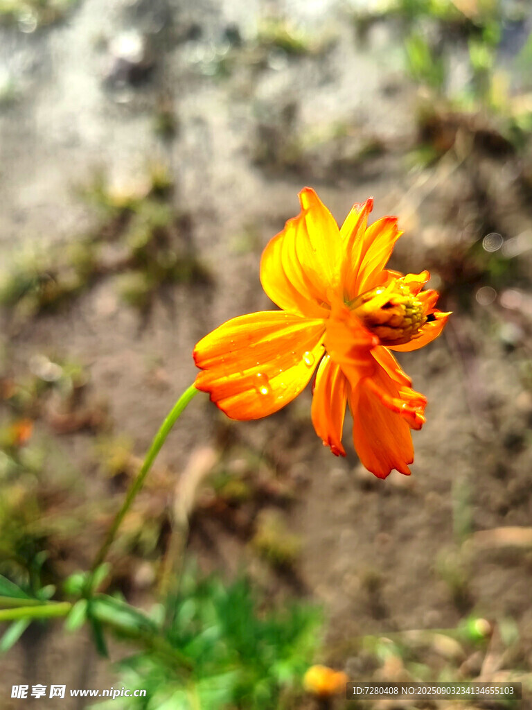 橙色小花上的小昆虫