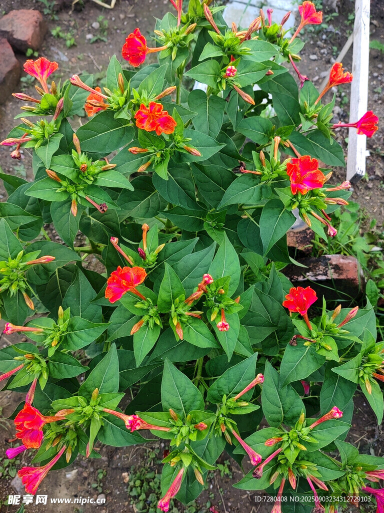 鲜艳红花绿植绽放