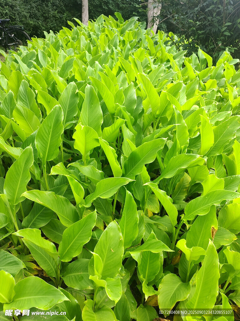 翠绿叶片的繁茂植物