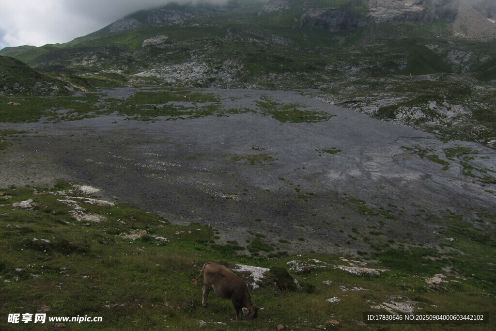 山间草地与独牛风景