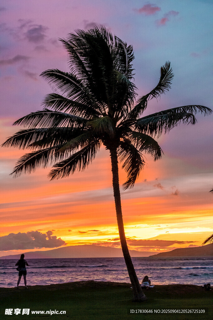 海边椰树夕阳下的美景