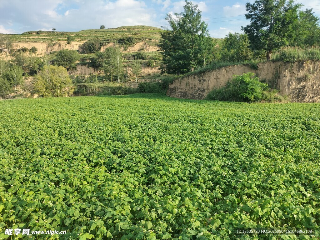 绿意盎然的广阔荞麦田