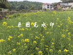 田园油菜花田乡村美景