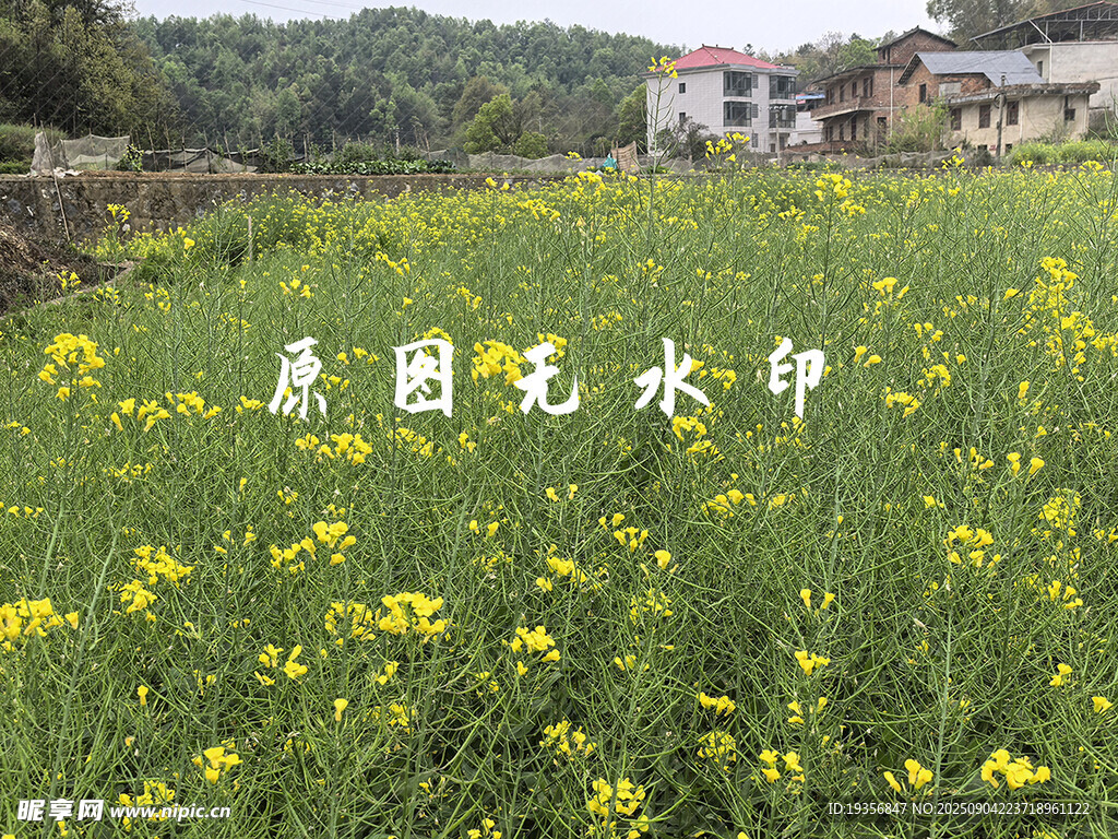 田园油菜花田乡村美景