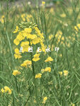 春日田野中的灿烂油菜花