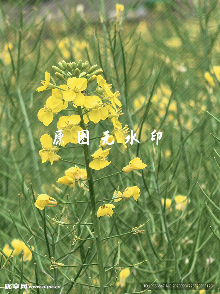 春日田野中的灿烂油菜花