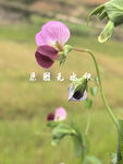  豌豆花特写