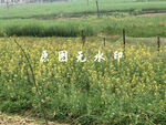 金黄油菜花田田园风光