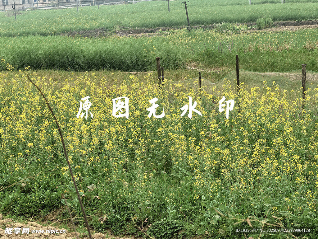 金黄油菜花田田园风光