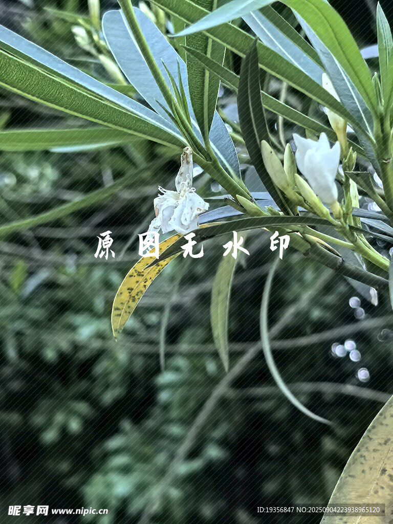 枝头绽放的清新白色小花