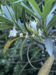 白色花朵与绿叶特写