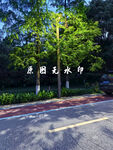 花园旁的林荫道路