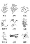 中药材植物线稿