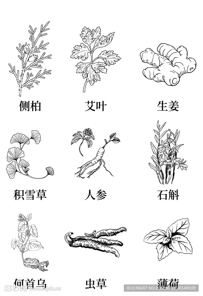 中药材植物线稿