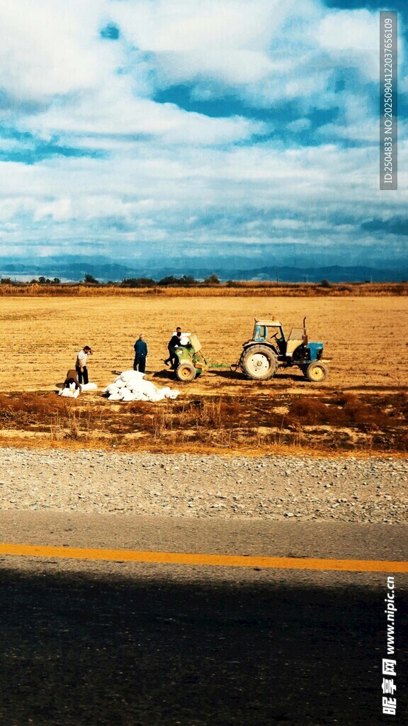 公路旁的鸟类栖息场景