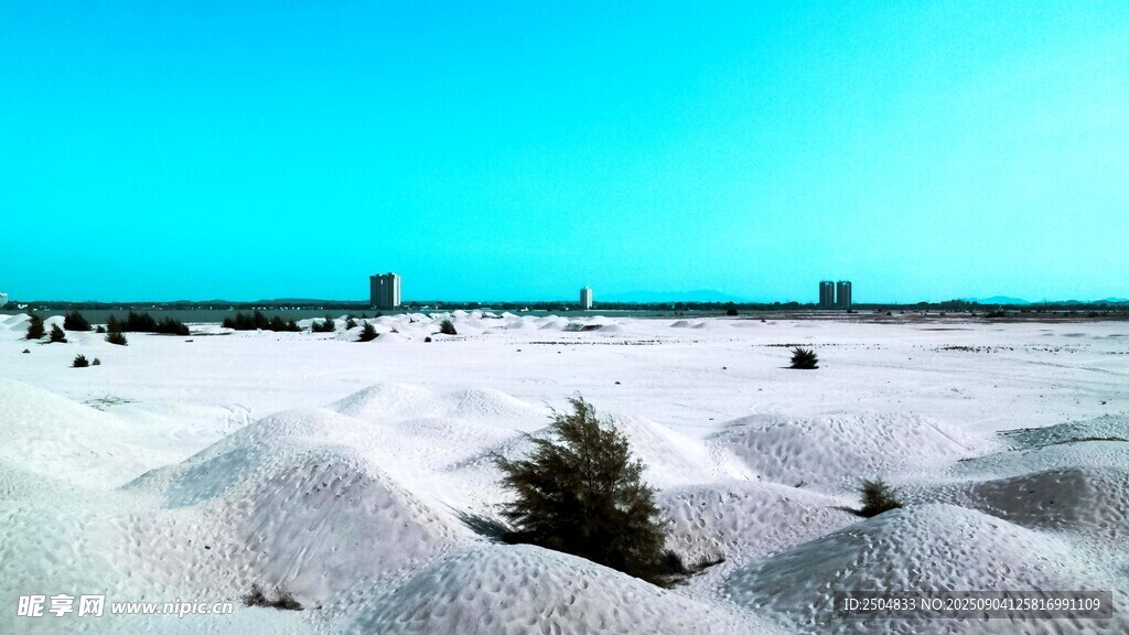 冬日雪 中 孤树