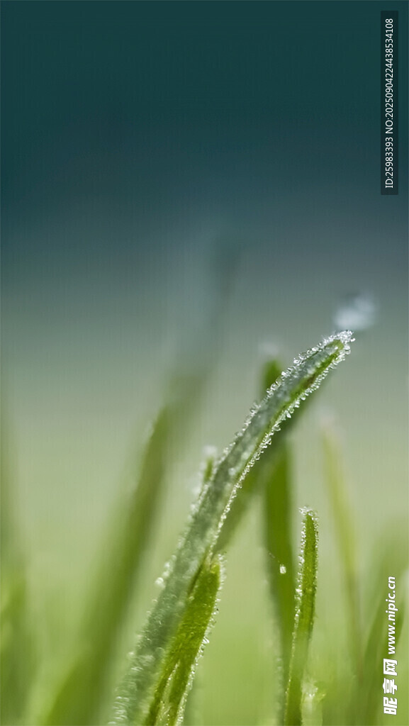 小草