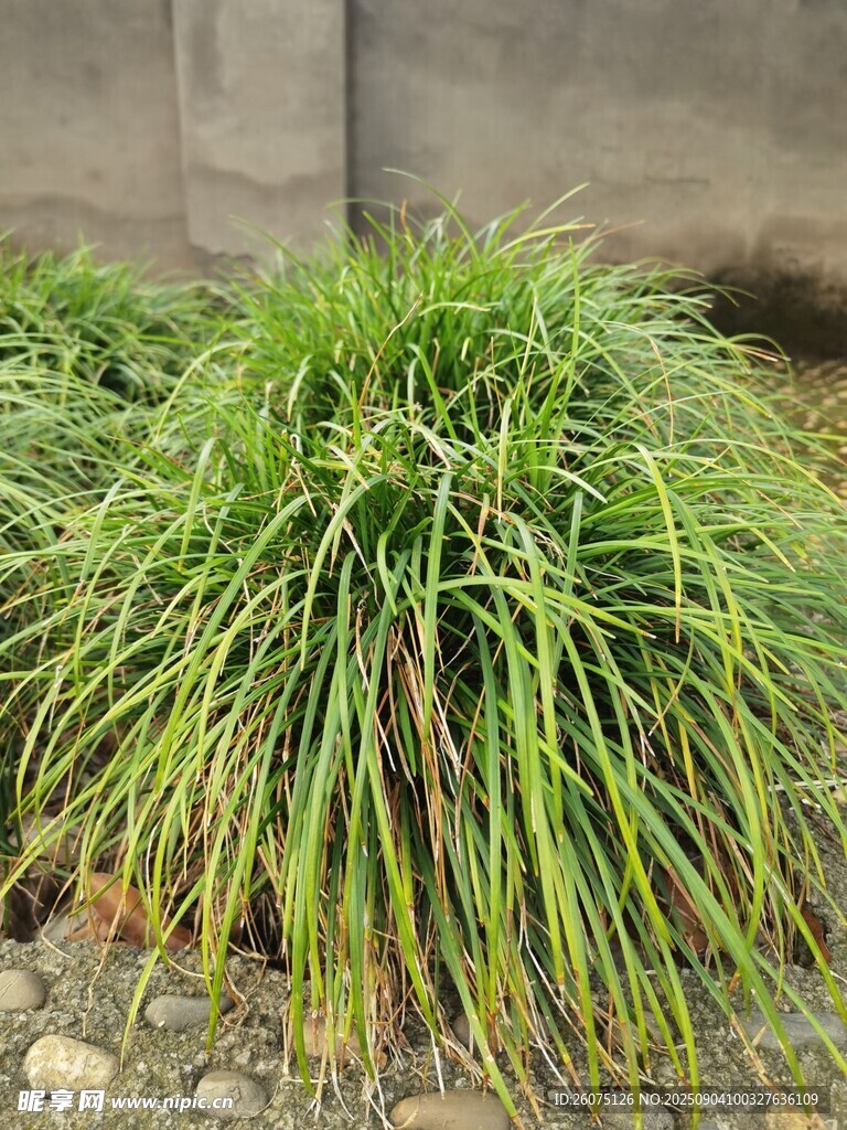 翠绿丛生的观赏草植物