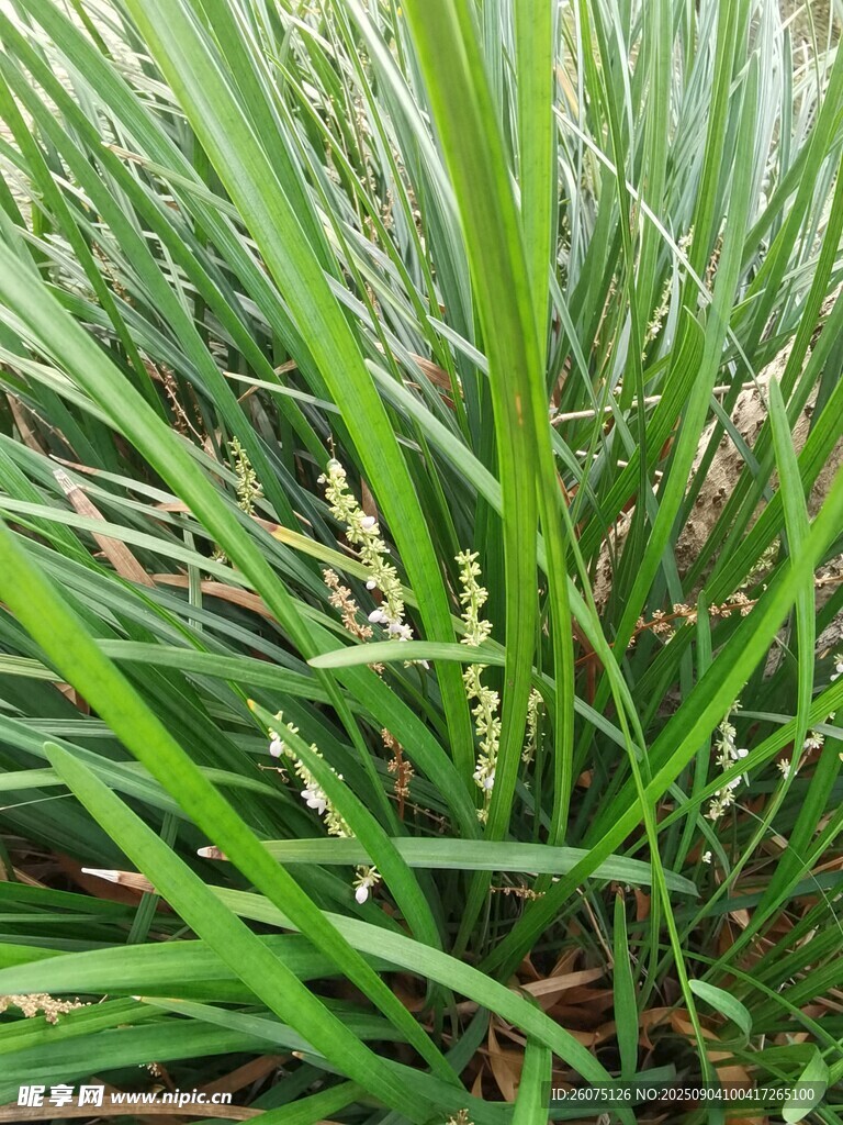 翠绿草丛中的清新植物