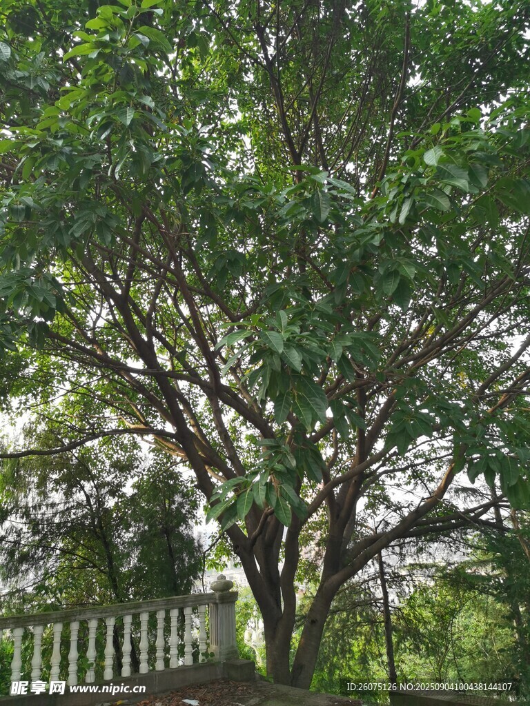 绿叶繁茂的树木树冠