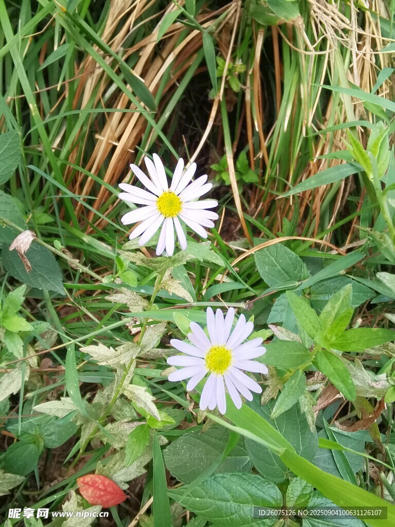 草丛中的两朵小白花