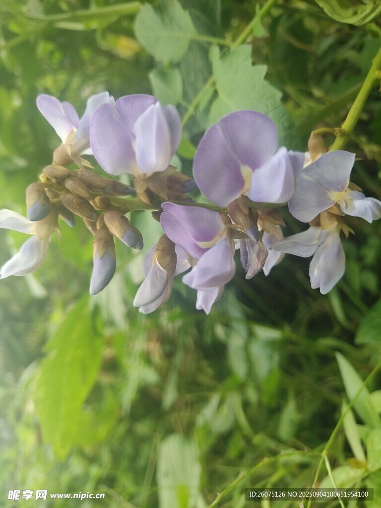 紫花绽放于绿叶间