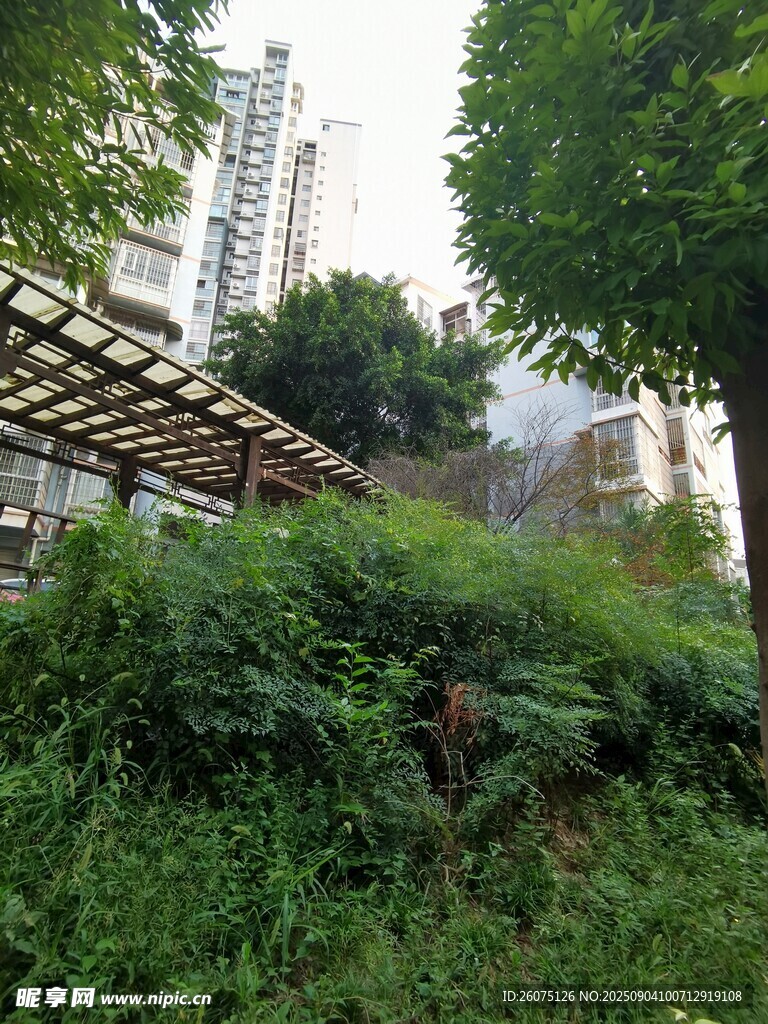 城市中繁茂的绿植景观