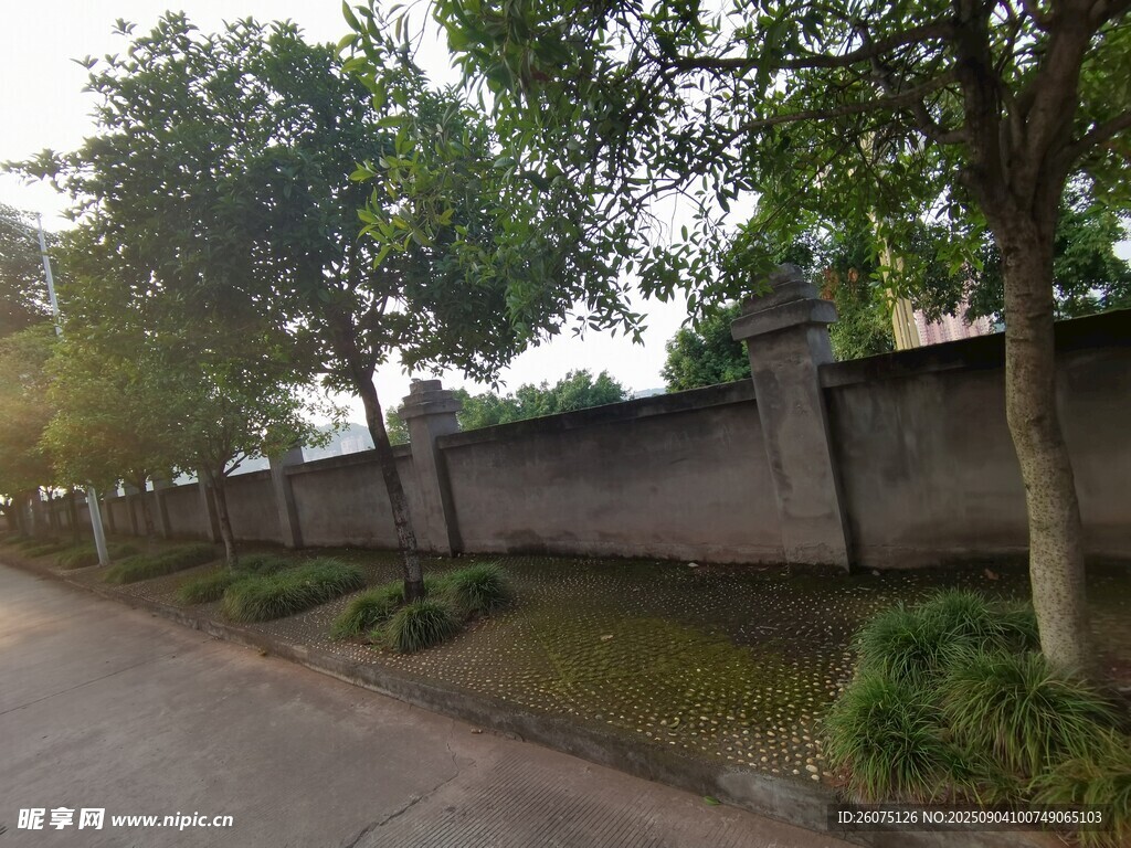 路边围墙旁的绿树景观
