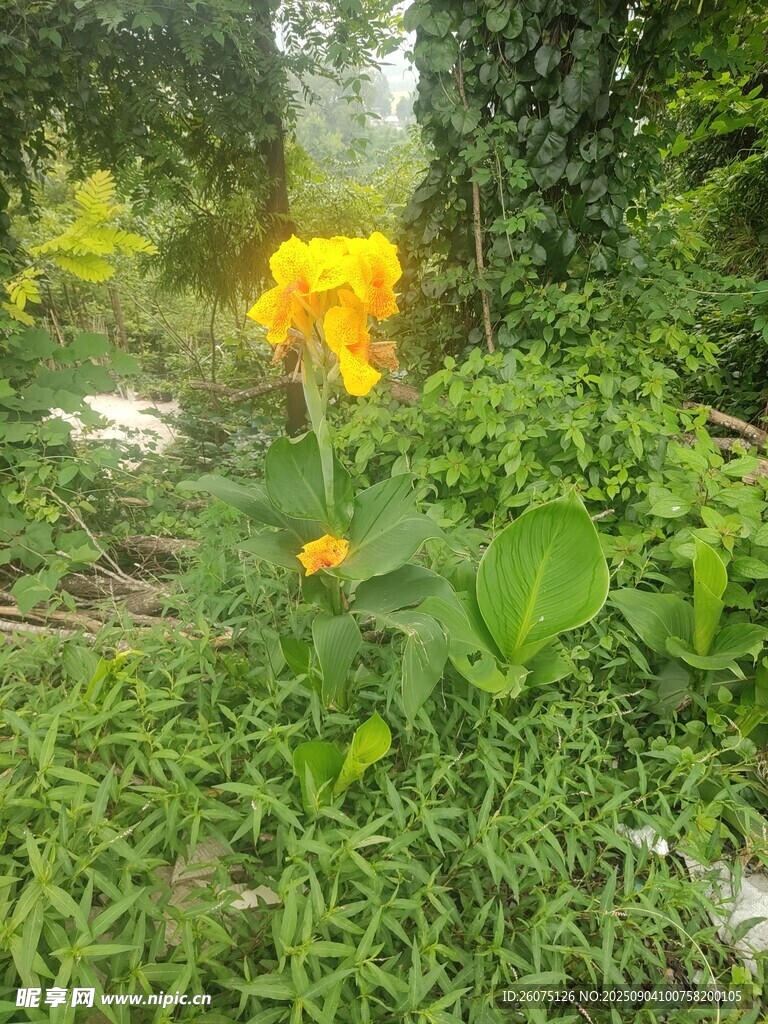 草丛中的黄色娇艳花朵