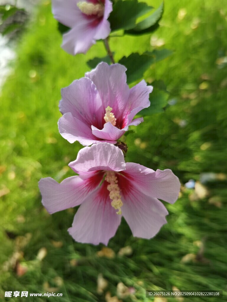 娇艳木槿花绽放枝头