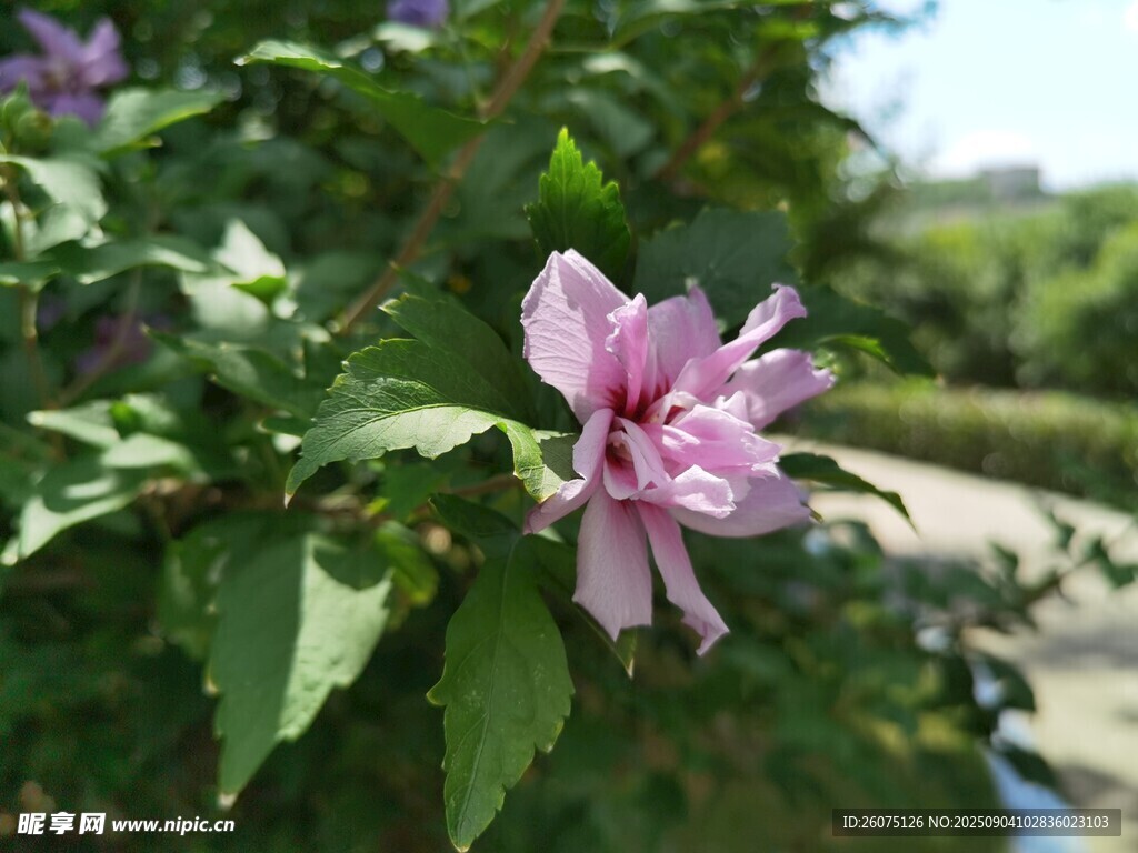 娇艳木槿花绽放枝头