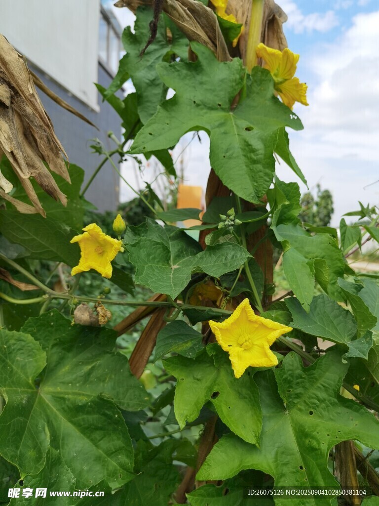 藤蔓上的黄色五角星状花朵