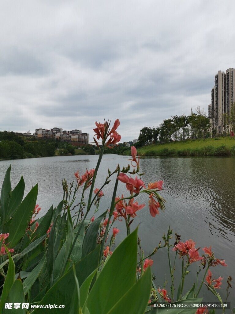湖畔红花绿植与远处建筑