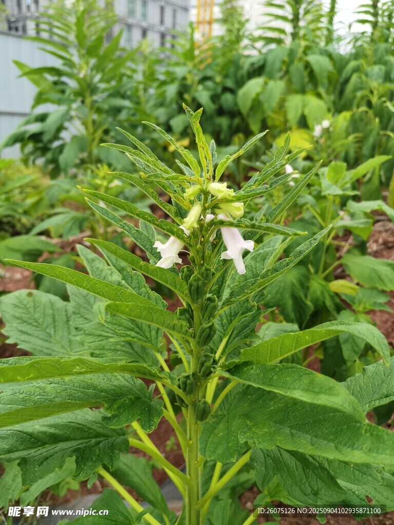 白色小花的清新芝麻植株