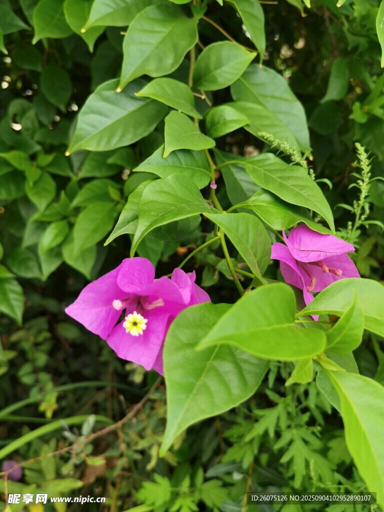 两朵娇艳紫花绽放绿叶间