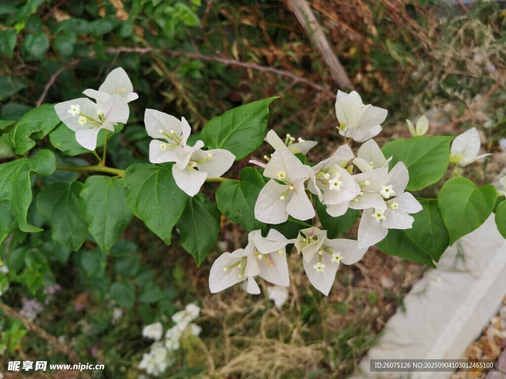 白色花朵绽放绿叶间