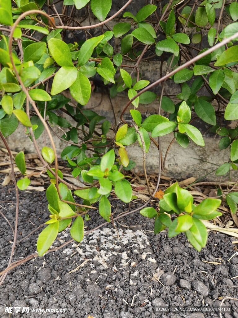 墙边生长的嫩绿藤蔓植物