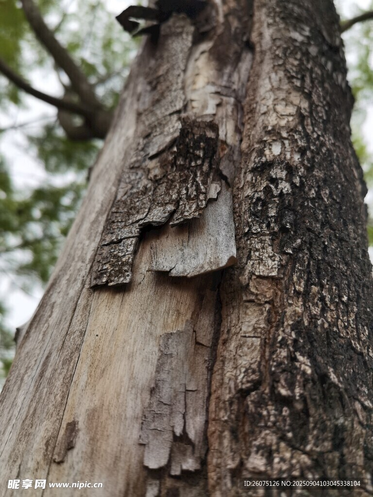 树干上奇特造型的树皮
