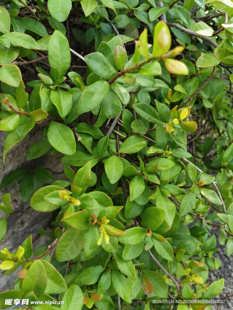 翠绿繁茂的灌木丛生植物