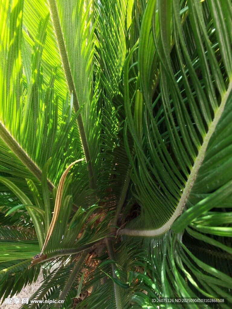 翠绿蕨类植物特写