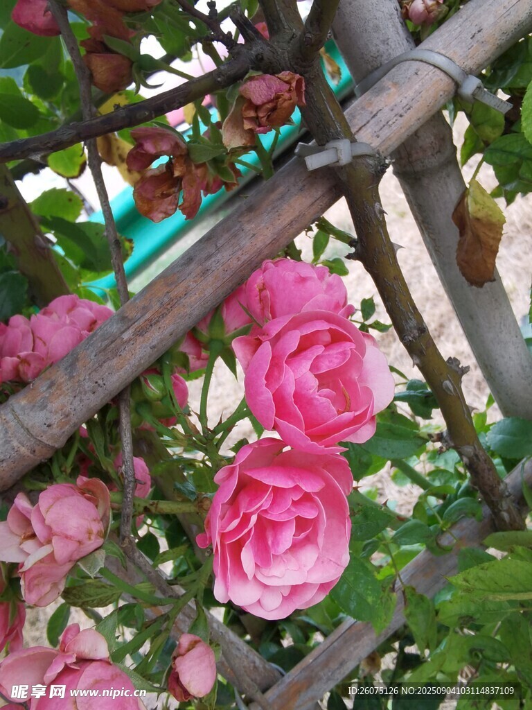 蔷薇攀爬于古朴栏杆间