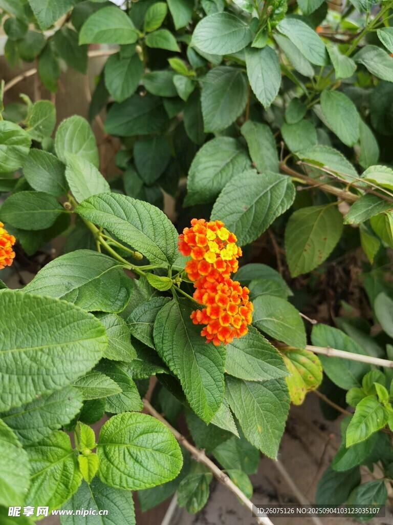 绿叶间的橙黄小花