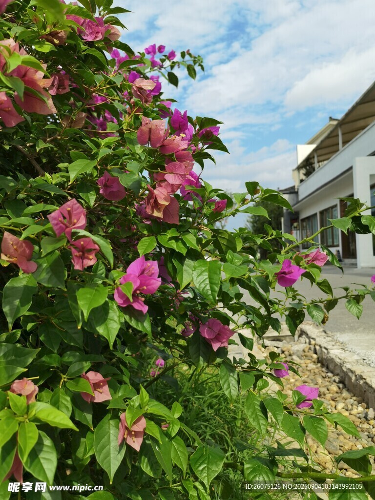 路边绽放的艳丽三角梅