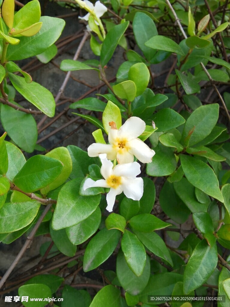 绽放的白色花朵与绿叶