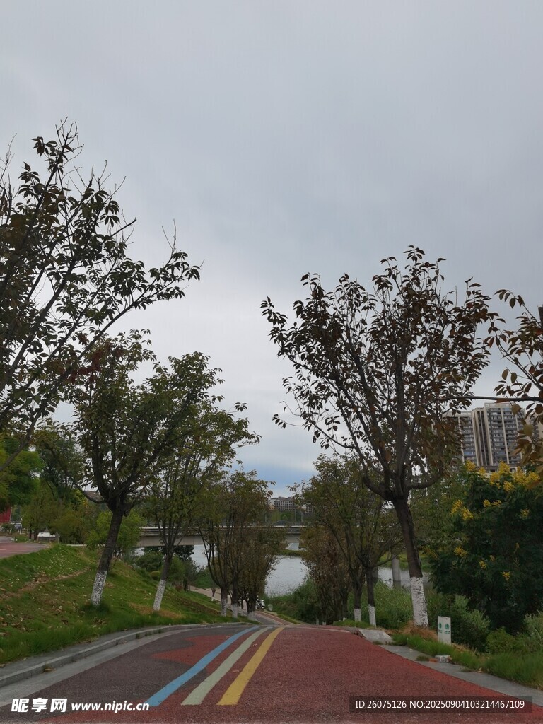 彩色道路旁的绿树与水景