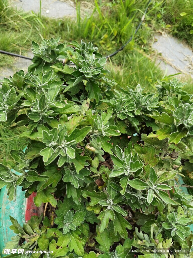 繁茂菊花植株景观