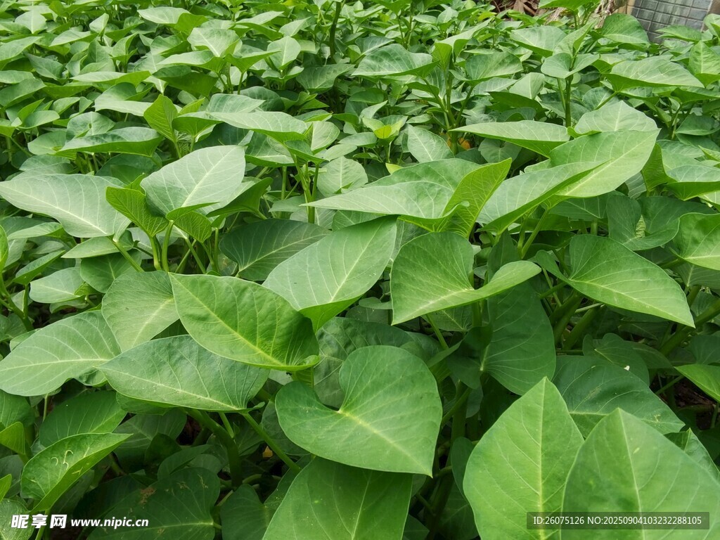 绿叶繁茂的空心菜种植地