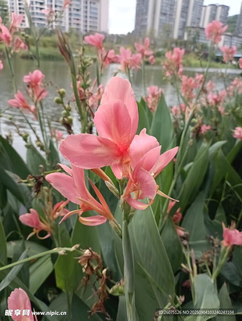 粉色美人蕉绽放的美丽